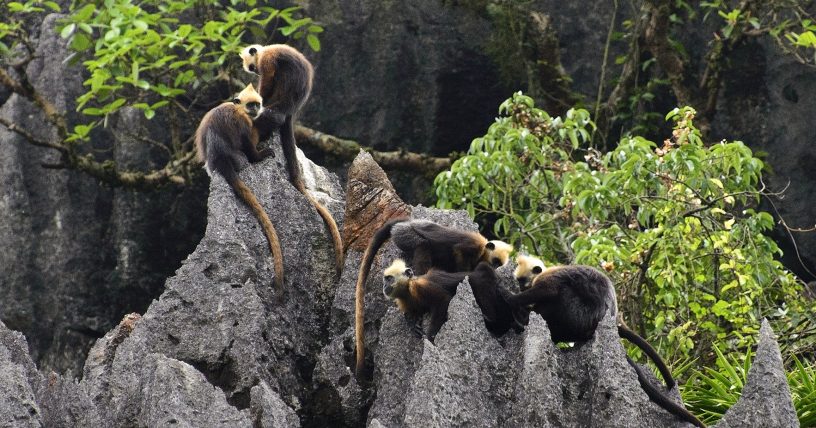 Cat Ba Langur