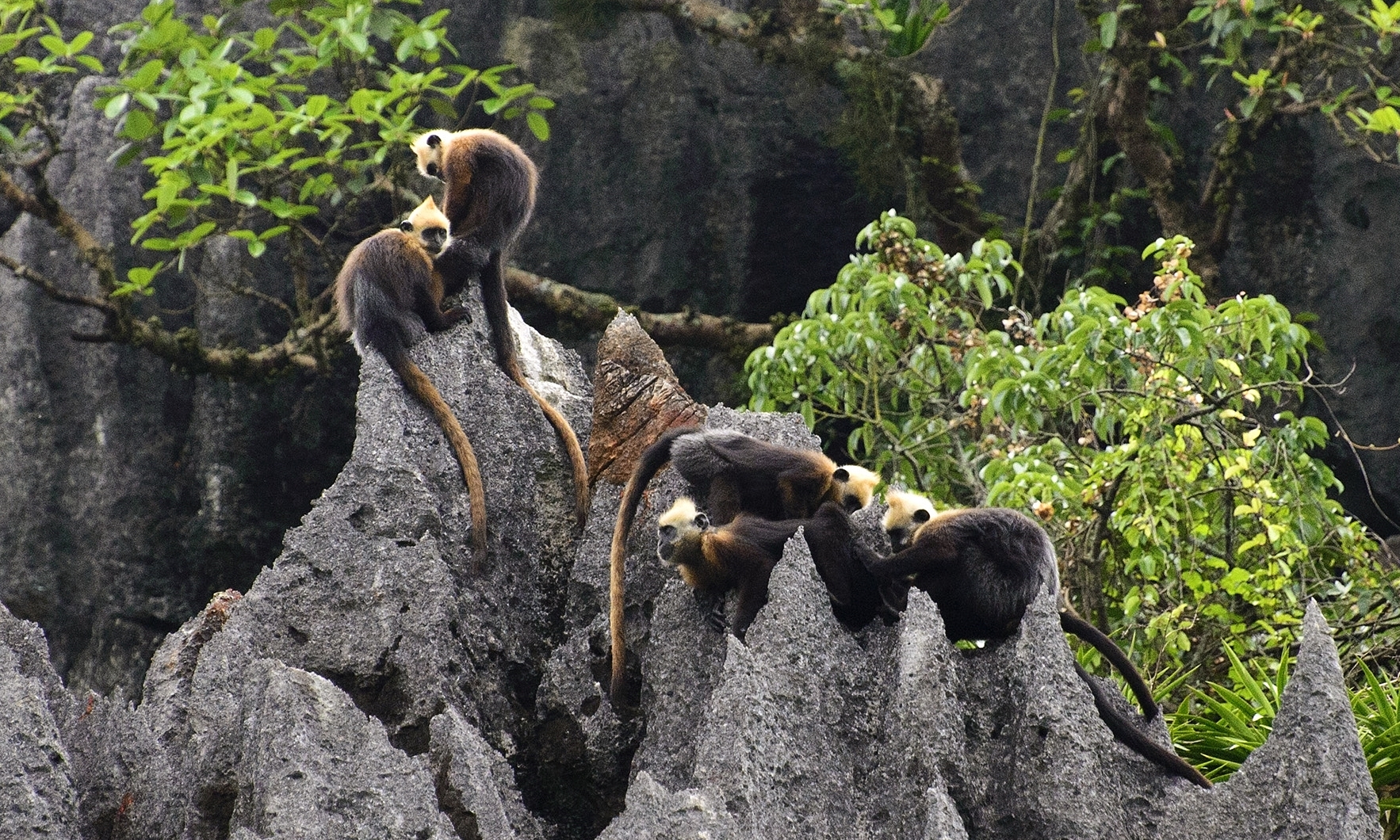 Cat Ba Langur